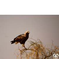 گونه عقاب شاهی Eastern Imperial Eagle